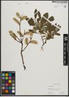 Foto von Salix phylicifolia L.